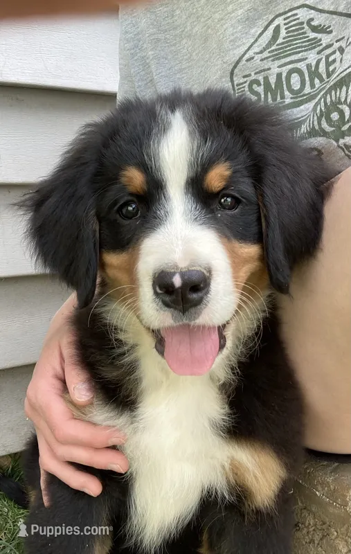 Silky – Bernese Mountain Dog puppy for sale in Paradise, PA