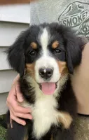 Silky, a female Bernese Mountain Dog for sale in Paradise, PA – 1 of 8