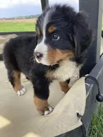 Jerry, a male Bernese Mountain Dog for sale in Paradise, PA – 7 of 10