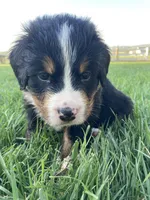 Jerry, a male Bernese Mountain Dog for sale in Paradise, PA – Photo 3 of 6