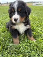 Jerry, a male Bernese Mountain Dog for sale in Paradise, PA – 9 of 10