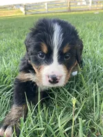 Jerry, a male Bernese Mountain Dog for sale in Paradise, PA – Photo 4 of 6