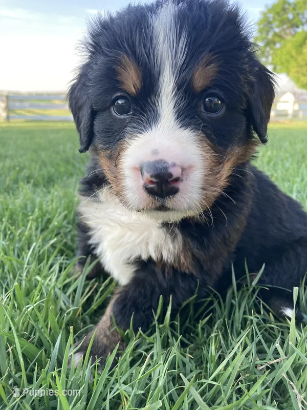 Jerry – Bernese Mountain Dog puppy for sale in Paradise, PA