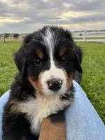 Jerry, a male Bernese Mountain Dog for sale in Paradise, PA – 8 of 10