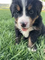 Jerry, a male Bernese Mountain Dog for sale in Paradise, PA – Photo 2 of 6