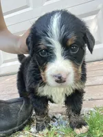 Jerry, a male Bernese Mountain Dog for sale in Paradise, PA – Photo 2 of 2