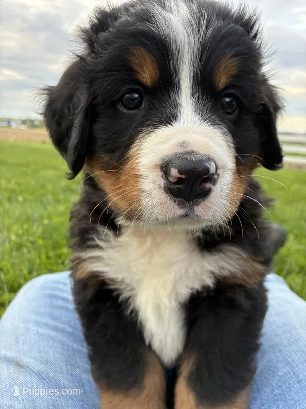 Jerry – Bernese Mountain Dog puppy for sale in Paradise, PA