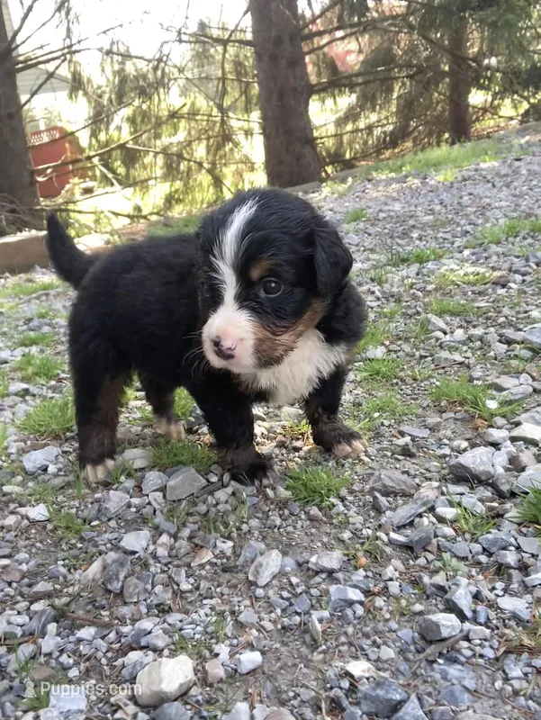 Jerry – Bernese Mountain Dog puppy for sale in Paradise, PA