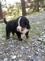 Jerry, a male Bernese Mountain Dog for sale in Paradise, PA – Photo 1 of 2