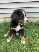 Aurora, a female Bernese Mountain Dog for sale in Paradise, PA – 5 of 10