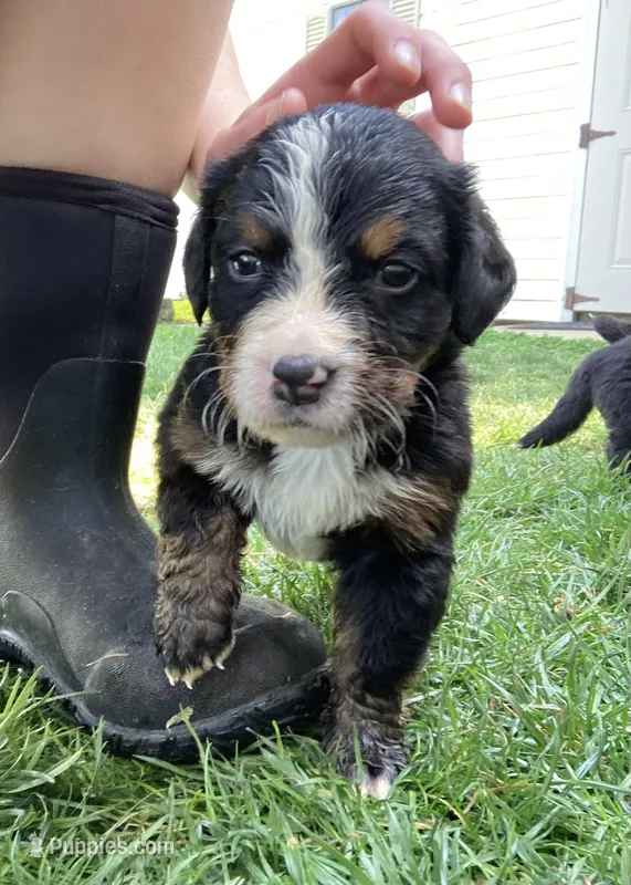 Timmy  – Bernese Mountain Dog puppy for sale in Paradise, PA