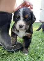 Timmy , a male Bernese Mountain Dog for sale in Paradise, PA – Photo 3 of 3
