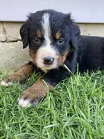 Timmy , a male Bernese Mountain Dog for sale in Paradise, PA – Photo 2 of 3