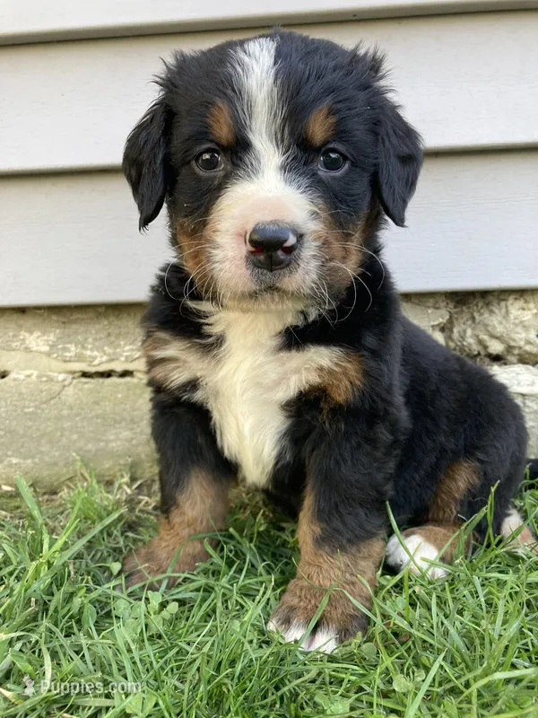 Timmy  – Bernese Mountain Dog puppy for sale in Paradise, PA