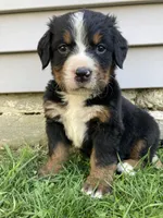 Timmy , a male Bernese Mountain Dog for sale in Paradise, PA – Photo 1 of 3