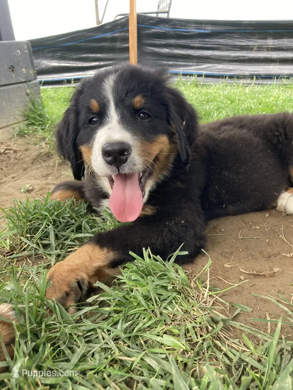 Sicily – Bernese Mountain Dog puppy for sale in Paradise, PA