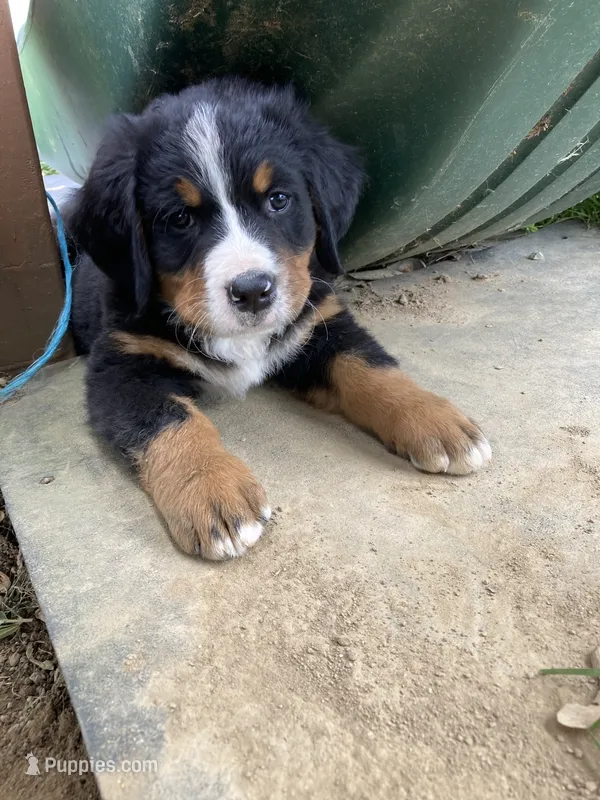 Timmy  – Bernese Mountain Dog puppy for sale in Paradise, PA