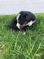 Aurora, a female Bernese Mountain Dog for sale in Paradise, PA – Photo 2 of 2