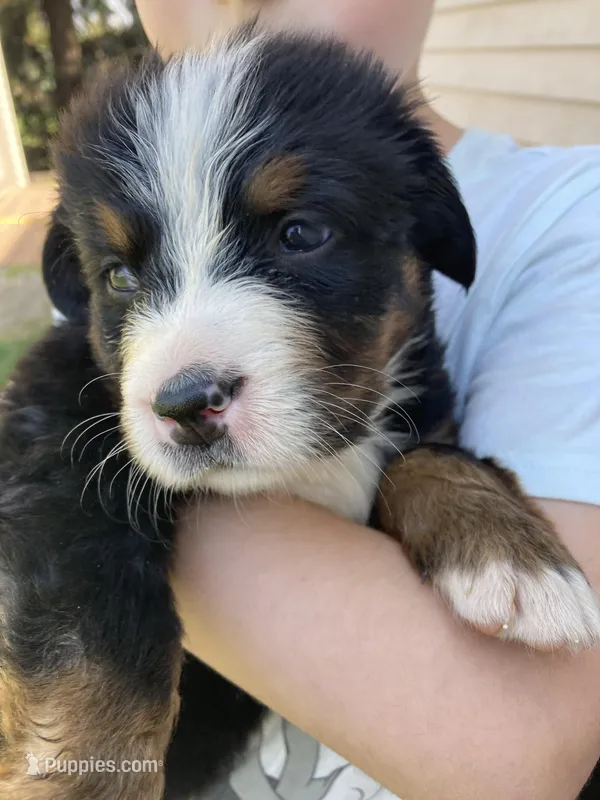 Aurora – Bernese Mountain Dog puppy for sale in Paradise, PA