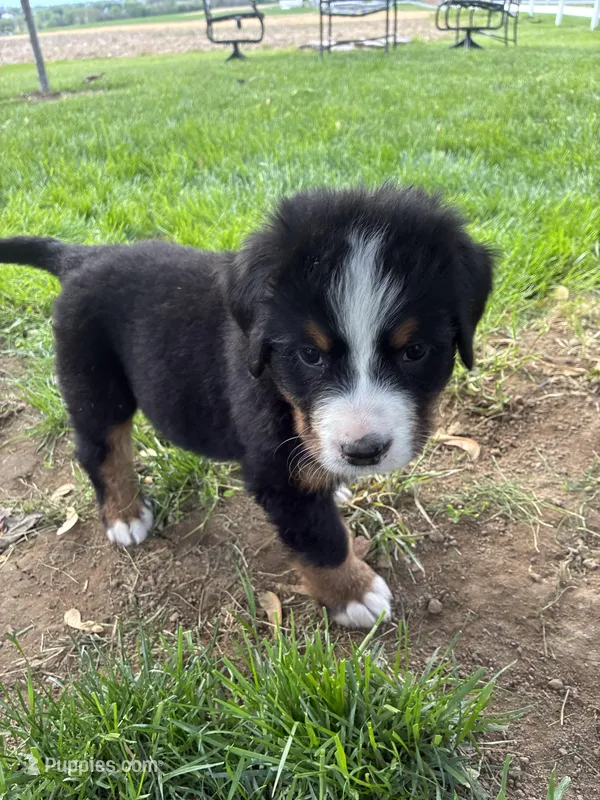 Aurora – Bernese Mountain Dog puppy for sale in Paradise, PA