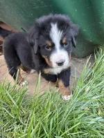 Aurora, a female Bernese Mountain Dog for sale in Paradise, PA – 8 of 10