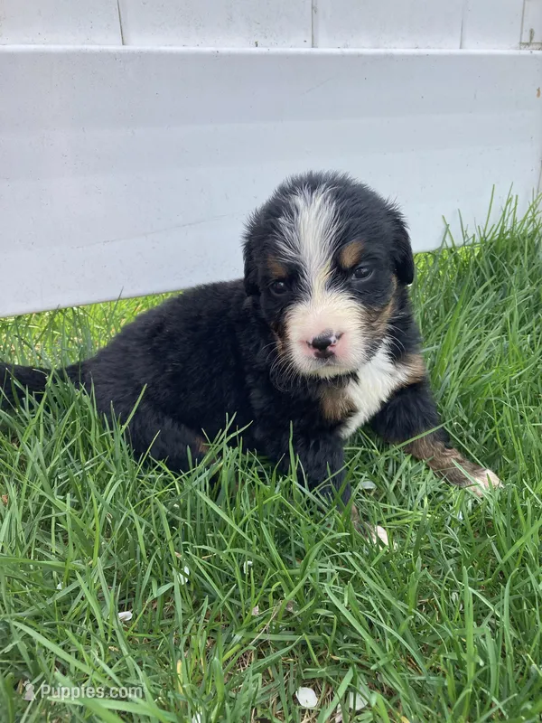Aurora – Bernese Mountain Dog puppy for sale in Paradise, PA