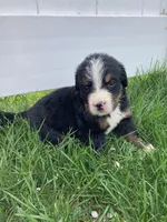 Aurora, a female Bernese Mountain Dog for sale in Paradise, PA – Photo 1 of 2