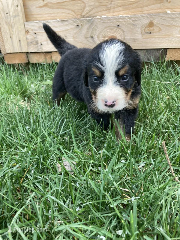 Silky – Bernese Mountain Dog puppy for sale in Paradise, PA