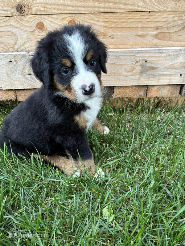 Silky – Bernese Mountain Dog puppy for sale in Paradise, PA