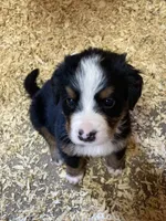 Silky, a female Bernese Mountain Dog for sale in Paradise, PA – Photo 1 of 3