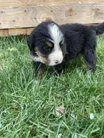 Silky, a female Bernese Mountain Dog for sale in Paradise, PA – Photo 2 of 2