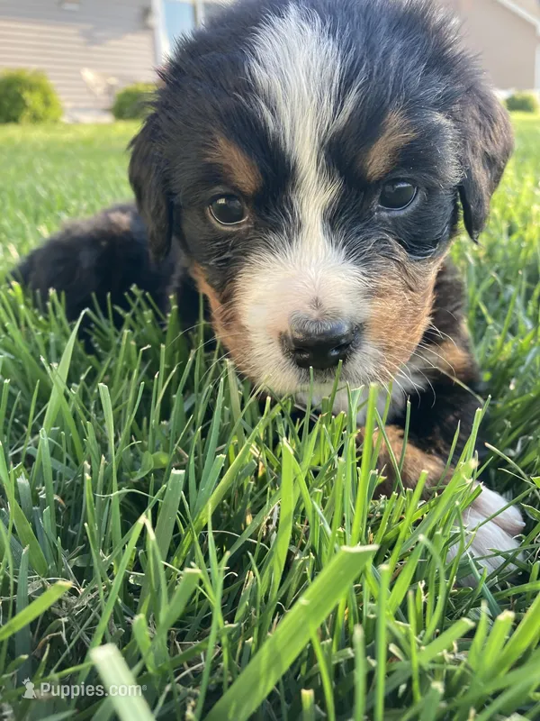 Hope – Bernese Mountain Dog puppy for sale in Paradise, PA