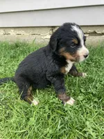 Hope, a female Bernese Mountain Dog for sale in Paradise, PA – Photo 3 of 3