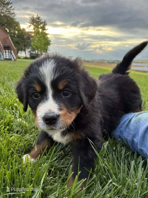 Hope – Bernese Mountain Dog puppy for sale in Paradise, PA