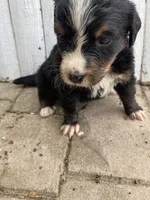 Hope, a female Bernese Mountain Dog for sale in Paradise, PA – Photo 2 of 3