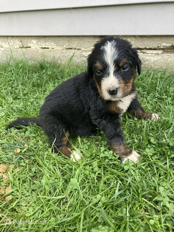 Hope – Bernese Mountain Dog puppy for sale in Paradise, PA