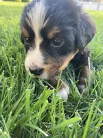 Hope, a female Bernese Mountain Dog for sale in Paradise, PA – Photo 2 of 5