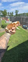 Litter 1 Pocket Male#3, a male Beagle for sale in Jamesville, NC – 2 of 9