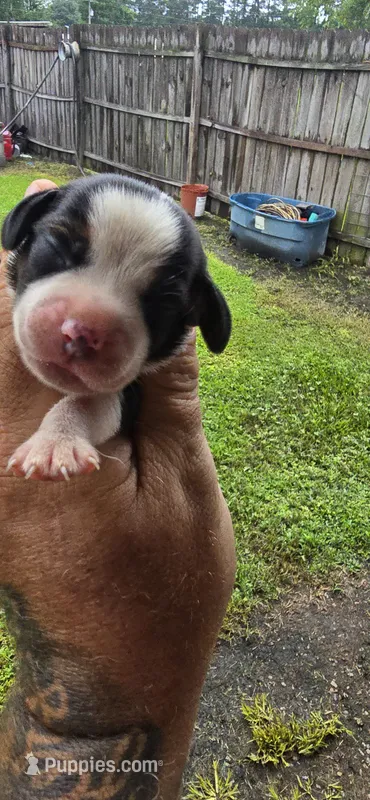 Litter two Pocket Male #5 – Beagle puppy for sale in Jamesville, NC