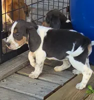 Blue Male pocket, a male Beagle for sale in Jamesville, NC – 5 of 9