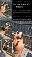 Litter two Pocket Male #5, a male Beagle for sale in Jamesville, NC – 9 of 10