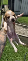 Litter 1 Ch. Bloodline Pocket beagle Male#2, a male Beagle for sale in Jamesville, NC – 8 of 10
