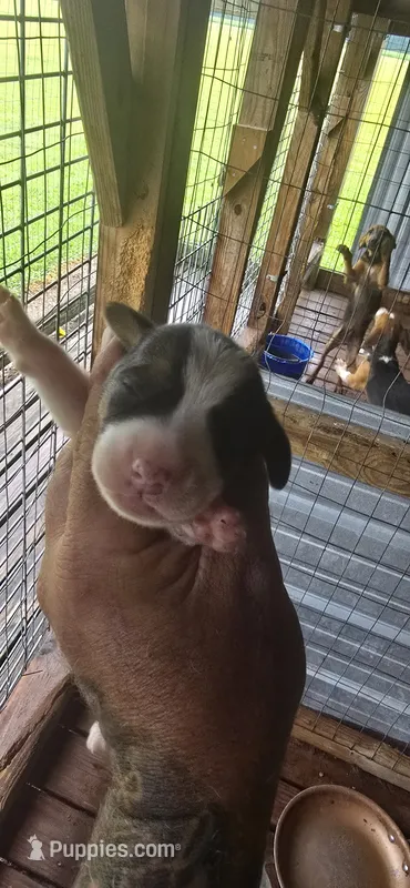 Litter two Male #3 – Beagle puppy for sale in Jamesville, NC