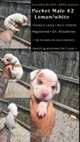 Litter 2 Ch. Bloodline Pocket beagle Male#2, a male Beagle for sale in Jamesville, NC – 10 of 10