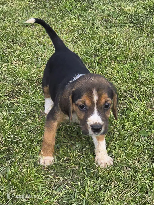 Ckc registered Male#1 litter 2, a male Beagle for sale in Jamesville, NC – Photo 1 of 10