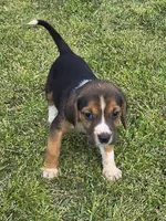 Ckc registered Male#1 litter 2, a male Beagle for sale in Jamesville, NC – Photo 1 of 10