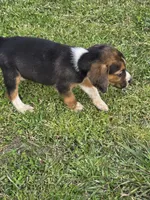 Ckc registered Male#1 litter 2, a male Beagle for sale in Jamesville, NC – Photo 6 of 10