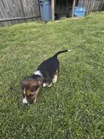 Ckc registered Male#1 litter 2, a male Beagle for sale in Jamesville, NC – Photo 9 of 10