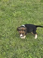 Ckc registered Male#1 litter 2, a male Beagle for sale in Jamesville, NC – Photo 5 of 10