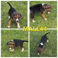 Ckc registered Male#1 litter 2, a male Beagle for sale in Jamesville, NC – Photo 10 of 10